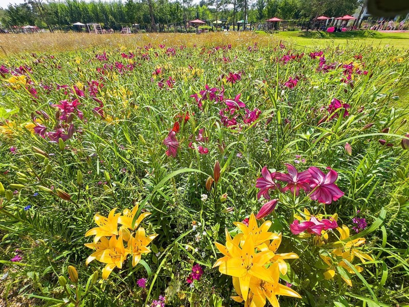 Yellow lily (Lilium cultorum) and purple lily (Lilium brownii var. viridulum)