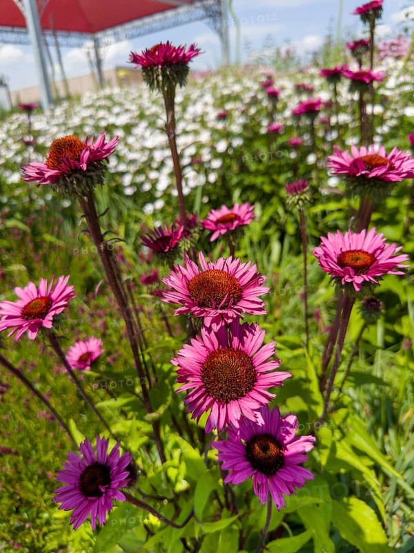 Purple coneflower, red coneflower, purple conehead, purple coneflower (Echinacea purpurea)