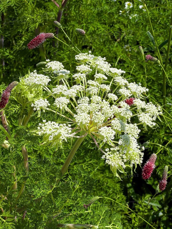 Haller's laserwort, Haller's laserwort, Haller's laserwort (Laserpitium halleri)