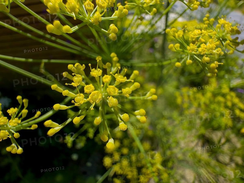 Dill, devil's dill, cucumber herb, dill fennel, dill weed (Anethum graveolens)