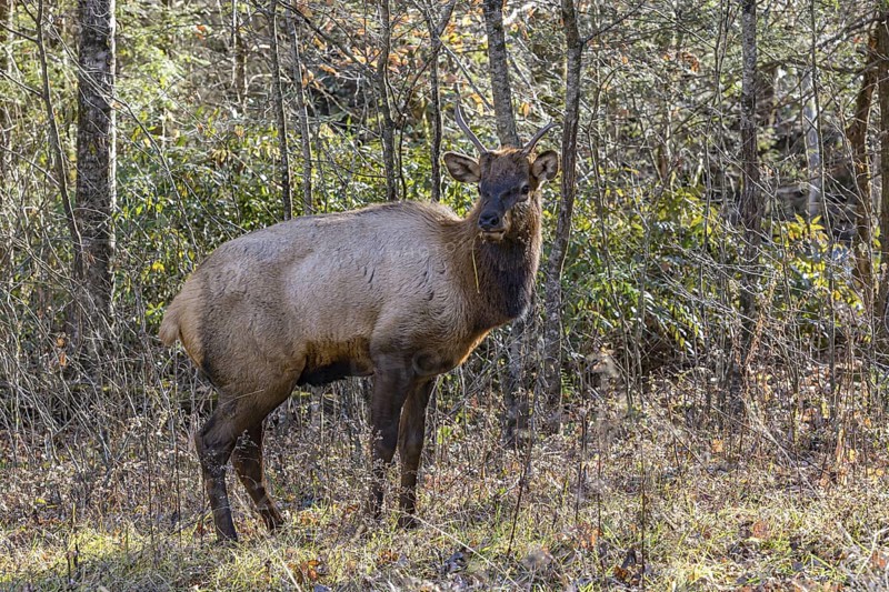 Wild North American Elk roaming free near the Oconaluftee Visitor Center at Great Smoky Mountains National Park near Cherokee, North Carolina