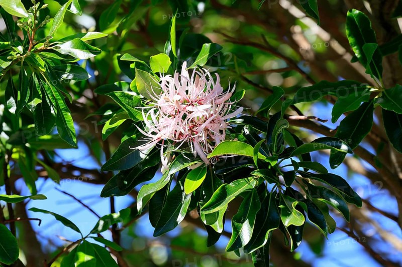 Calodendrum capense, Cape chestnut, Calodendrum tree, flower, flowering, Kirstenbosch Botanical Gardens, Cape Town, South Africa