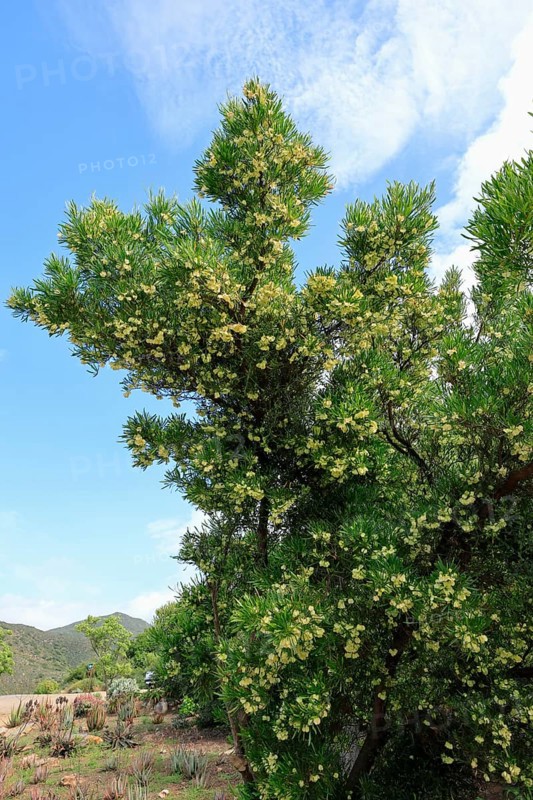 Dodonaea thunbergiana, tree, flowering, plant, Karoo Desert Botanic Garden, Worcester, Western Cape, South Africa