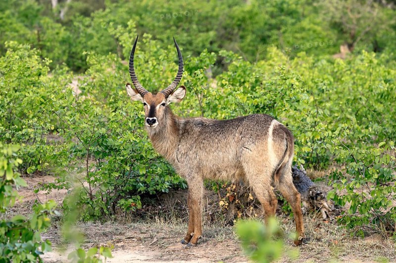 Ellipse waterbuck (Kobus ellipsiprymnus), adult, male, foraging, vigilant, Kruger, Kruger National Park, South Africa