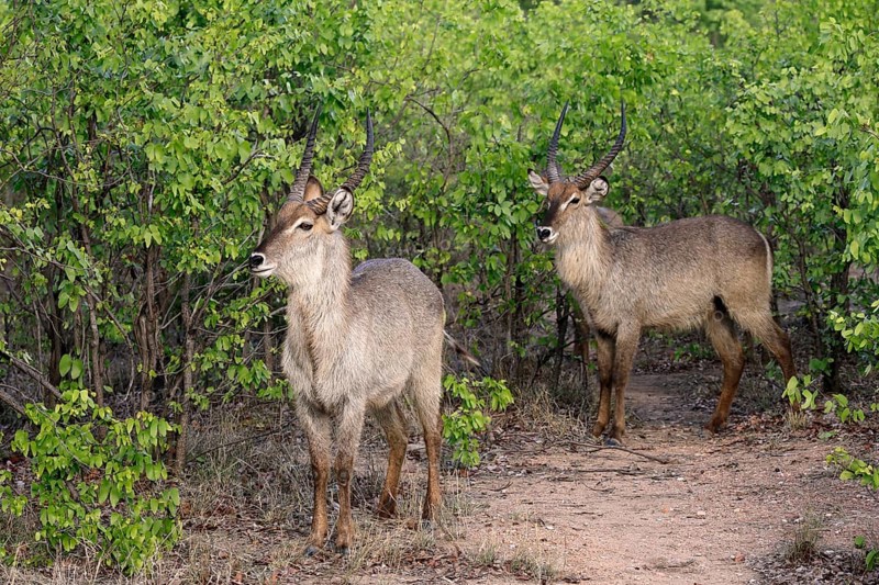 Ellipse waterbuck (Kobus ellipsiprymnus), adult, male, two males, foraging, vigilant, Kruger, Kruger National Park, South Africa