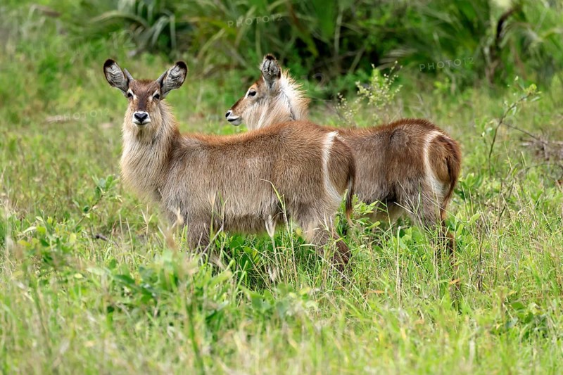 Ellipse waterbuck (Kobus ellipsiprymnus), half-grown male, two half-grown males, foraging, alert, Kruger, Kruger National Park, South Africa