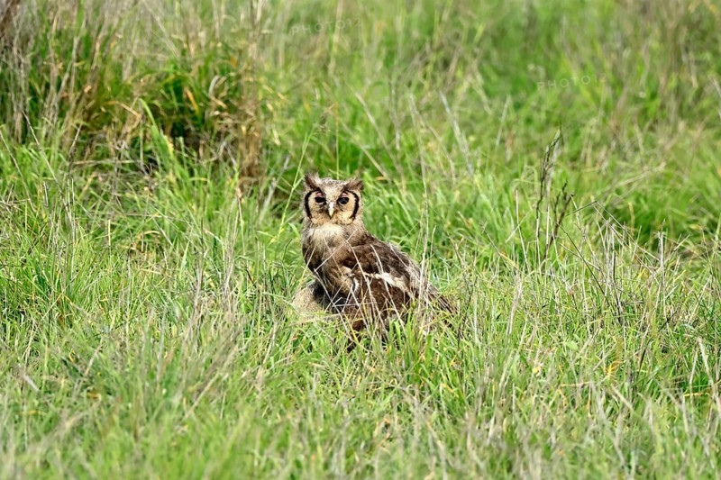 Blassuhu (Ketupa lactea), milk eagle owl, adult, alert, on the ground, foraging, Kruger, Kruger National Park, South Africa