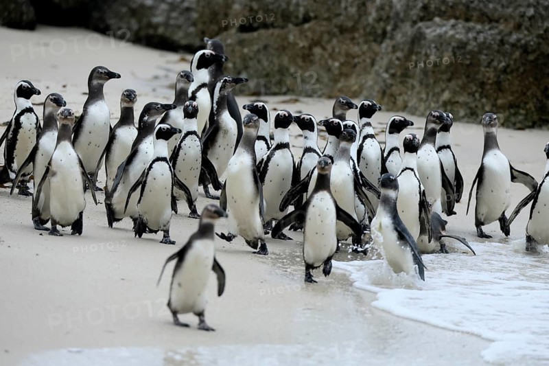 African penguin (Spheniscus demersus), adult, group, beach, Boulders Beach, Simonstown, Western Cape, South Africa