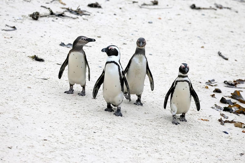 African penguin (Spheniscus demersus), adult, group, running, beach, Boulders Beach, Simonstown, Western Cape, South Africa