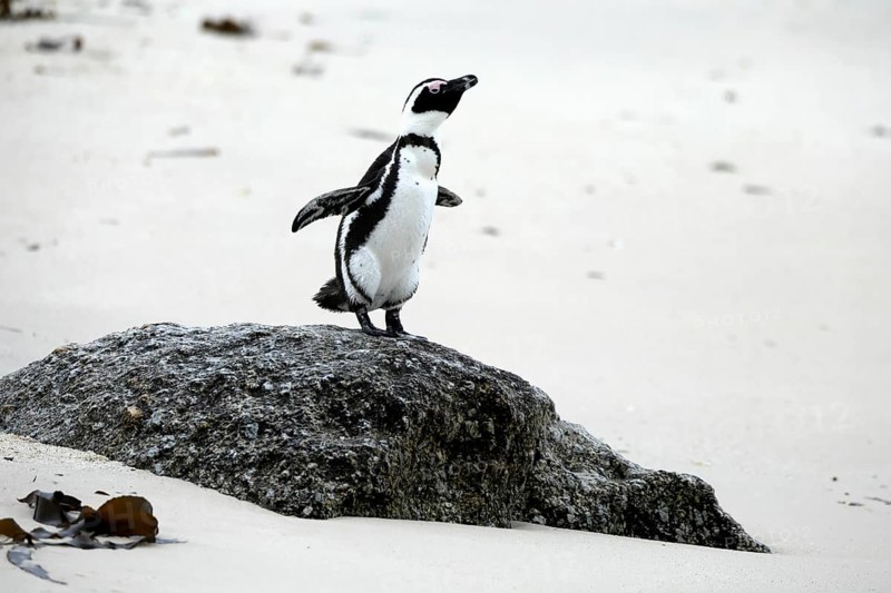 African penguin (Spheniscus demersus), adult, rocks, beach, spreading wings, Boulders Beach, Simonstown, Western Cape, South Africa