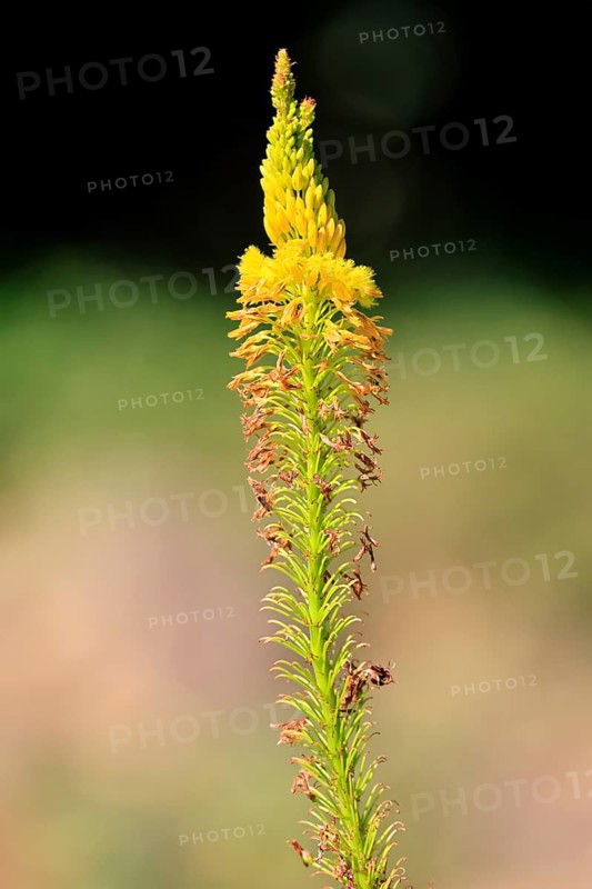 Bulbine latifolia, red root, Kirstenbosch Botanical Gardens, Cape Town, South Africa