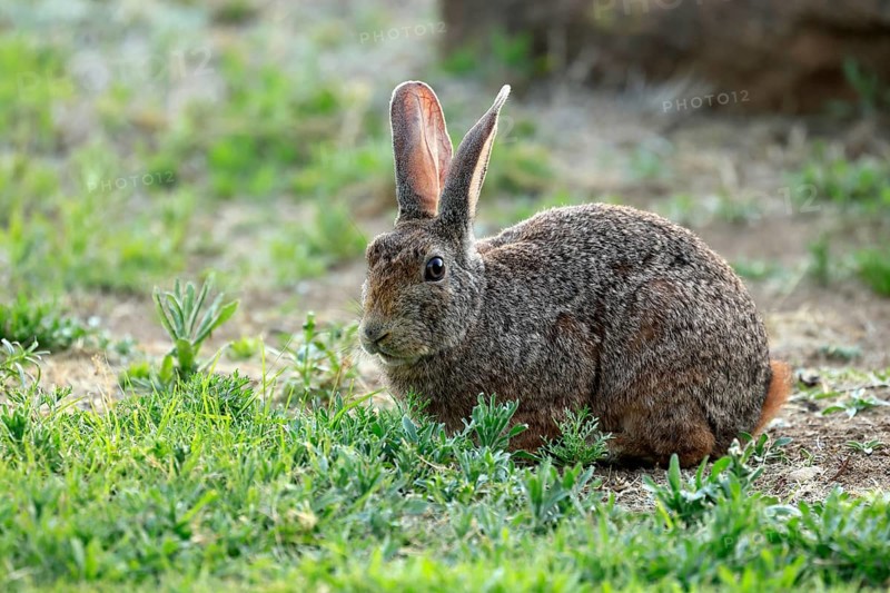Bush hare (Lepus saxatilis), adult, foraging, alert, Montain Zebra National Park, Eastern Cape, South Africa