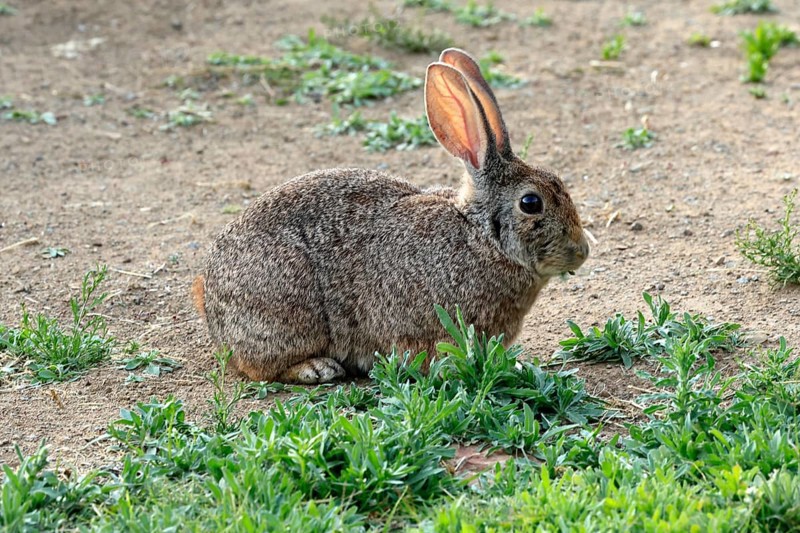 Bush hare (Lepus saxatilis), adult, feeding, foraging, alert, Montain Zebra National Park, Eastern Cape, South Africa