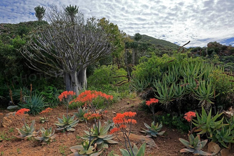 Aloes, various, flower, flowering, Karoo Desert Botanic Garden, Worcester, Western Cape, South Africa