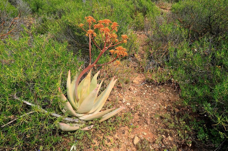 Aloe buhrii, flower, flowering, Karoo Desert Botanic Garden, Worcester, Western Cape, South Africa