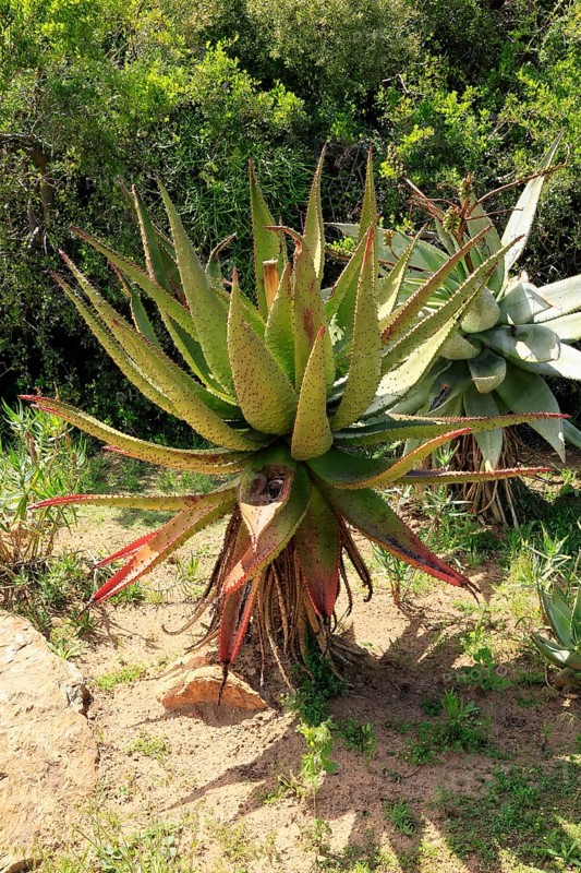 Aloe marlothii, Bergaloe, young plant, Karoo Desert Botanic Garden, Worcester, Western Cape, South Africa