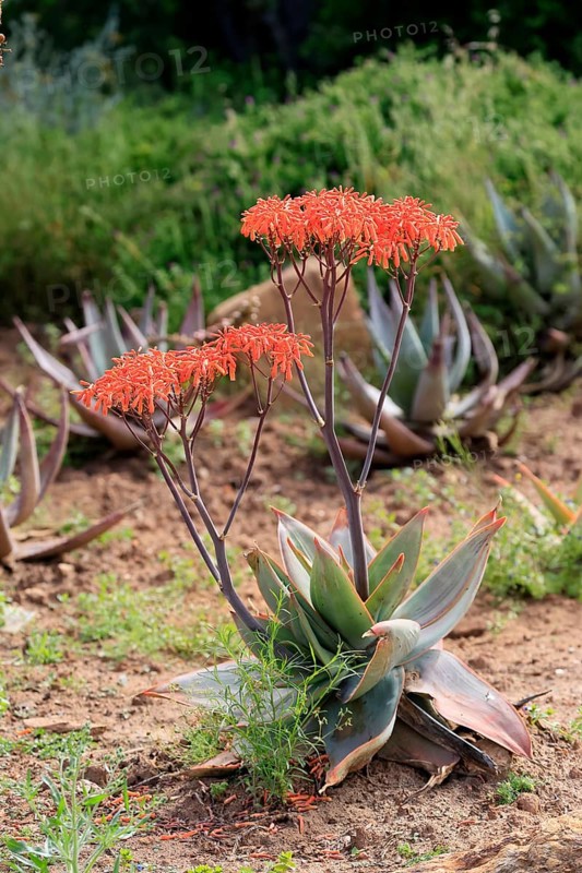 Aloe striata, coral aloe, flower, flowering, Karoo Desert Botanic Garden, Worcester, Western Cape, South Africa