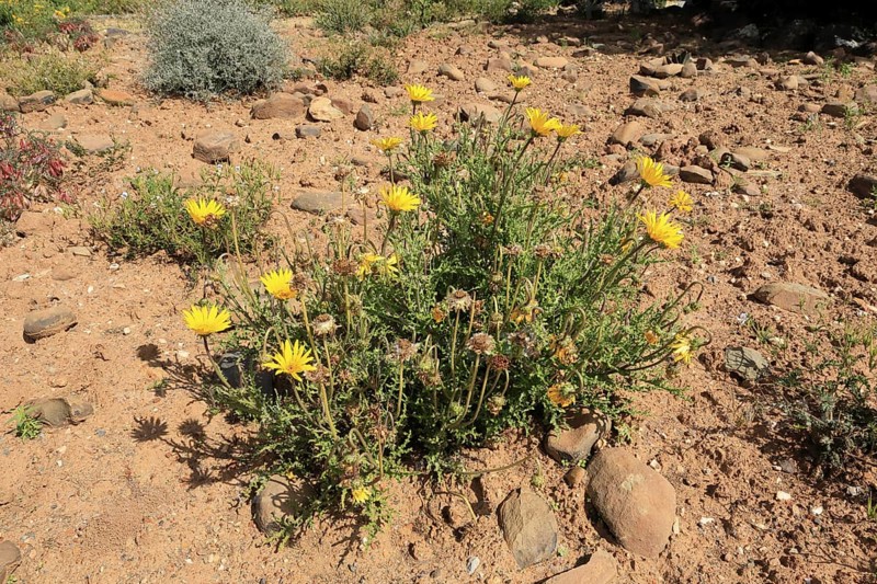 Bear chamomile (Ursinia speciosa), Beautiful bear chamomile, Karoo Desert Botanic Garden, Worcester, Western Cape, South Africa