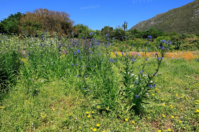 Anchusa capensis, Cape ox tongue, flower, flowering, Kirstenbosch Botanical Gardens, Cape Town, South Africa