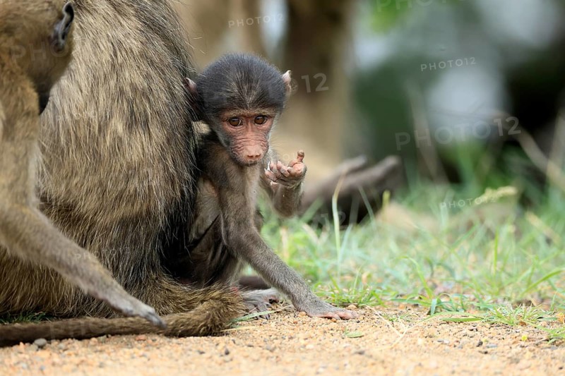 Bear baboon, Tschakma baboon (Papio ursinus), young, baby, on the ground, sitting, fragile, Kruger, Kruger National Park, South Africa