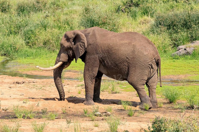 African elephant (Loxodonta africana), adult, digging, drinking, searching for water, Kruger, Kruger National Park, South Africa