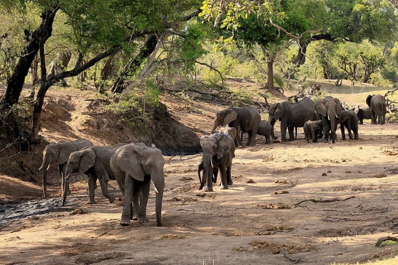 African elephant (Loxodonta africana), adult, juvenile, herd, group, family, dry riverbed, water search, Kruger, Kruger National Park, South Africa