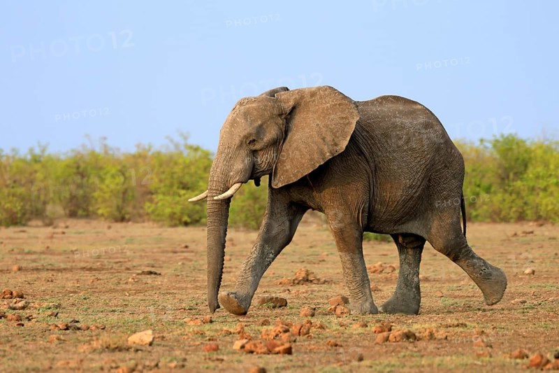 African elephant (Loxodonta africana), adult, running, foraging, Kruger, Kruger National Park, South Africa