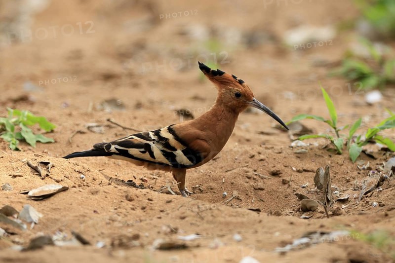 African hoopoe (Upupa africana), adult, alert, on the ground, foraging, Kruger, Kruger National Park, South Africa