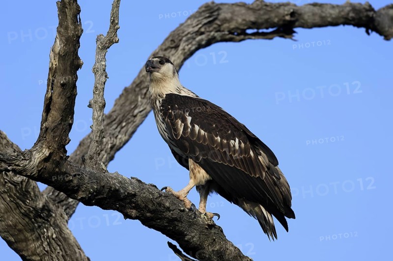 Acacia Eagle (Aquila spilogaster), African Hawk-eagle, adult, on tree, alert, Kruger, Kruger National Park, South Africa, Africa