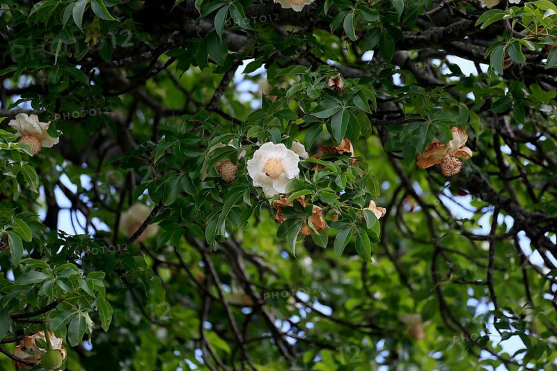 African baobab (Adansonia digitata), African baobab, flowers, flowering, foliage, Kruger, Kruger National Park, South Africa, Africa