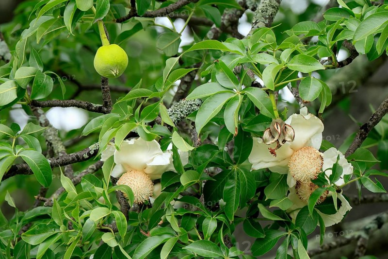 African baobab (Adansonia digitata), African baobab, flowers, flowering, leafy, fruit, Kruger, Kruger National Park, South Africa, Africa