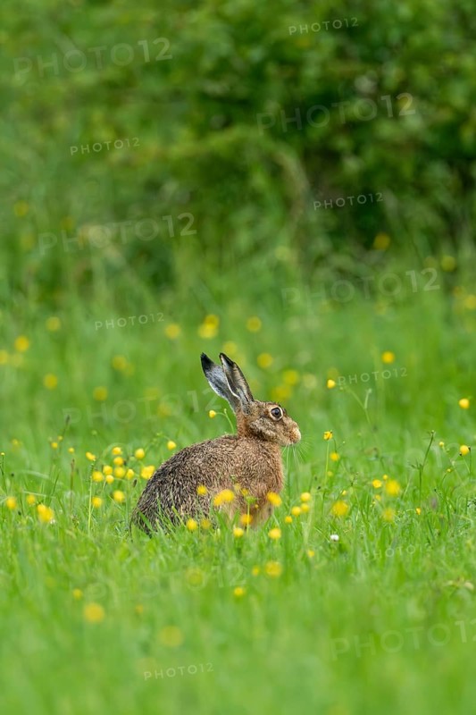 European hare (Lepus europaeus), Vulkaneifel, Rhineland-Palatinate, Germany