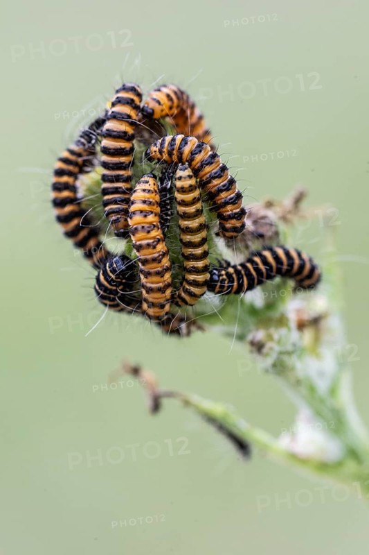 Caterpillars of the Jacob's wort blood bear (Tyria jacobaeae), Emsland, Lower Saxony, Germany