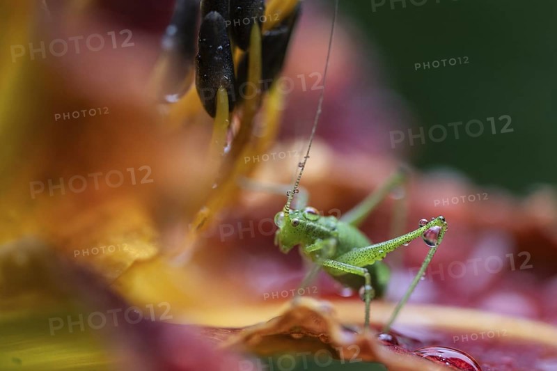 Speckled bush-cricket (Leptophyes punctatissima) on daylily flower (Hemerocallis), Emsland, Lower Saxony, Germany