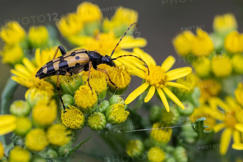 Spotted longhorn (Leptura maculata) on common ragwort (Senecio jacobaea), Emsland, Lower Saxony, Germany