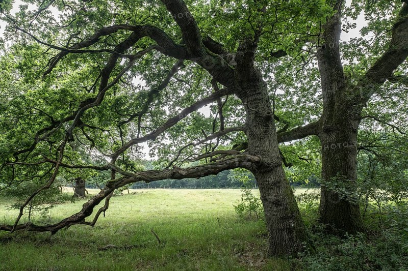 English oaks (Quercus robur) in the Hutewald forest, Emsland, Lower Saxony, Germany