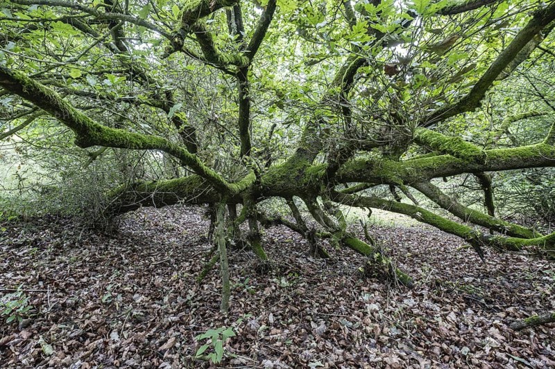 Fallen English oak (Quercus robur) in the Hutewald forest, Emsland, Lower Saxony, Germany