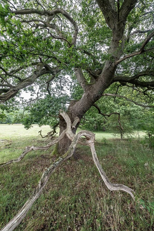 English oak (Quercus robur) in the Hutewald forest, Emsland, Lower Saxony, Germany
