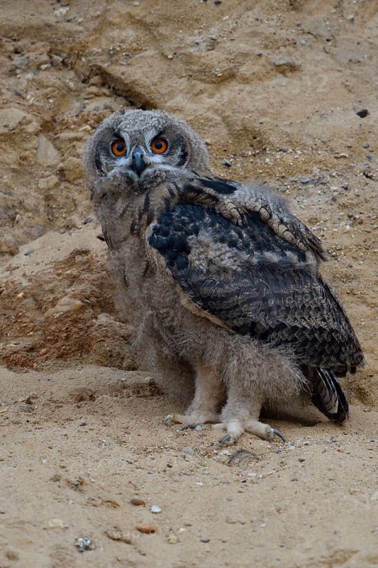 European eagle owl (Bubo bubo), young bird, branchling, not yet fully fledged, standing in the wall in a sand pit, typical substitute habitat, walks around where the eagle owls have found habitat and breeding opportunities, typical environment, wildlife, native nature, Rhineland, Lower Rhine, North Rhine-Westphalia, Germany, Western Europe