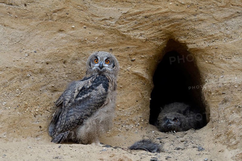 Left-handed view... European eagle owls (Bubo bubo), two young birds with the remains of a nutrias at their breeding site in an old foxhole in a sand pit, typical substitute habitat, funny animal pictures, native nature, Rhineland, Lower Rhine, North Rhine-Westphalia, Germany, Western Europe