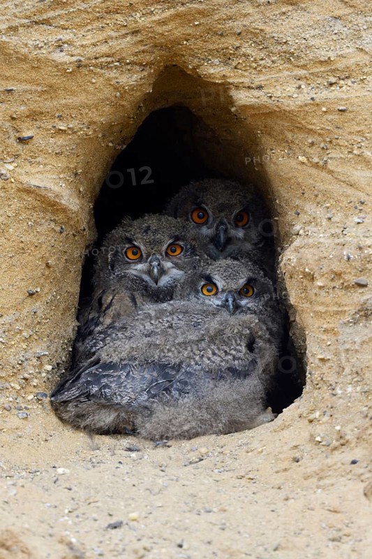 Full house... European eagle owl (Bubo bubo), three young owls, eagle owl chicks squatting close together in the entrance of their breeding den in a sand pit, typical substitute habitat, warming each other, hoping for food, funny picture, series animal children, wildlife, native nature, Rhineland, Lower Rhine, North Rhine-Westphalia, Germany, Western Europe