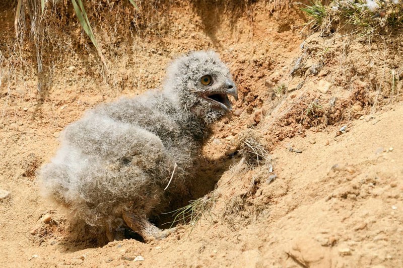 Unlucky eagle owl... European eagle owl (Bubo bubo), young eagle owl has fallen out of the nest, which is a few steps higher in the wall in a sand pit, now he does not manage to climb back, he seems helpless and unhappy, calls for the adult bird, poor sap, wildlife, native nature, Rhineland, Lower Rhine, North Rhine-Westphalia, Germany, Western Europe