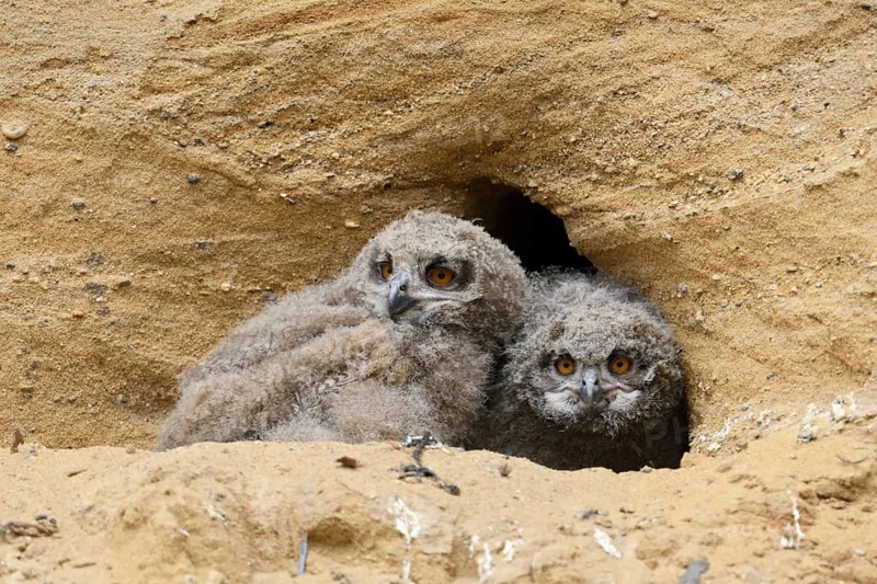 Two rascals... European Eagle Owl (Bubo bubo), young owls, still in their feathers, at their breeding site in a sand pit, typical substitute habitat, discover the world, wildlife, native nature, Rhineland, Lower Rhine, North Rhine-Westphalia, Germany, Western Europe