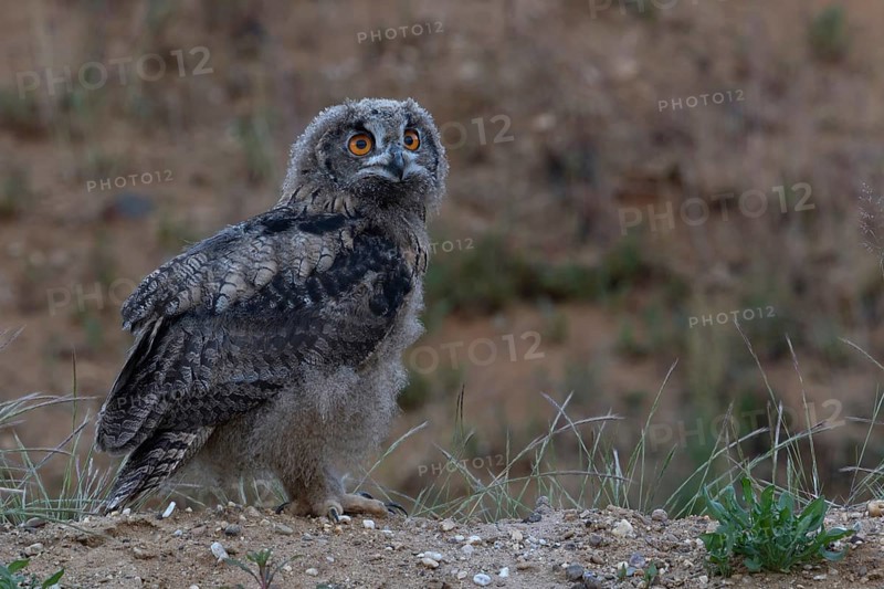 On the move... European Eagle Owl (Bubo bubo), young bird in moult has left the nest in a sand pit and explores the surroundings, young owl, branchling, looks a little helpless, funny look, wildlife, native nature, Rhineland, Lower Rhine, North Rhine-Westphalia, Germany, Western Europe