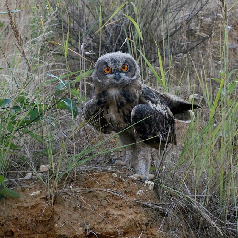 European eagle owl (Bubo bubo), young bird in late moult, already fledged, standing on a small hill in a sand pit where the eagle owls have found a habitat, in typical surroundings, direct eye contact, bright orange, fire-coloured eyes, wildlife, native nature, Rhineland, Lower Rhine, North Rhine-Westphalia, Germany, Western Europe