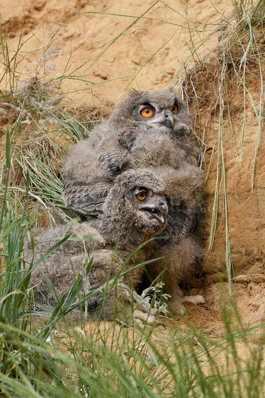Two young birds... European eagle owl (Bubo bubo), young owls perching, hiding behind grass in a small hollow in the slope of a sand pit during the day in the heat of summer, panting to regulate body temperature, hot summer, wildlife, native nature, Rhineland, Lower Rhine, North Rhine-Westphalia, Germany, Western Europe
