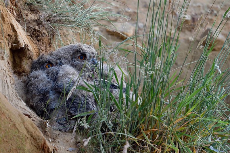 Two eagle owls in their daytime hiding place... European eagle owl (Bubo bubo), young owls, eagle owls have left their nest, hiding, resting in the wall of a sand pit behind grasses, wildlife, native nature, Rhineland, Lower Rhine, North Rhine-Westphalia, Germany, Western Europe