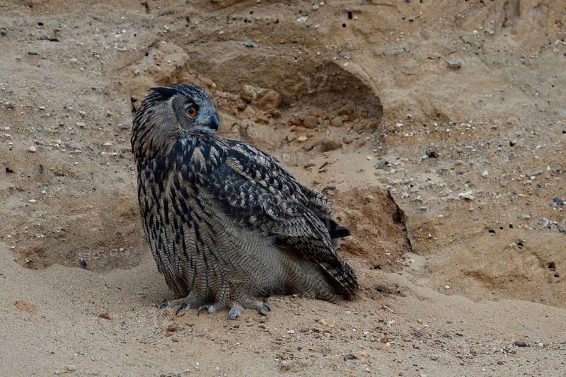 At an advanced hour... European Eagle Owl (Bubo bubo), our largest native owl has its territory in a sand pit, perches in a wall, looks around, long pointed claws, wildlife, native nature, Rhineland, Lower Rhine, North Rhine-Westphalia, Germany, Western Europe