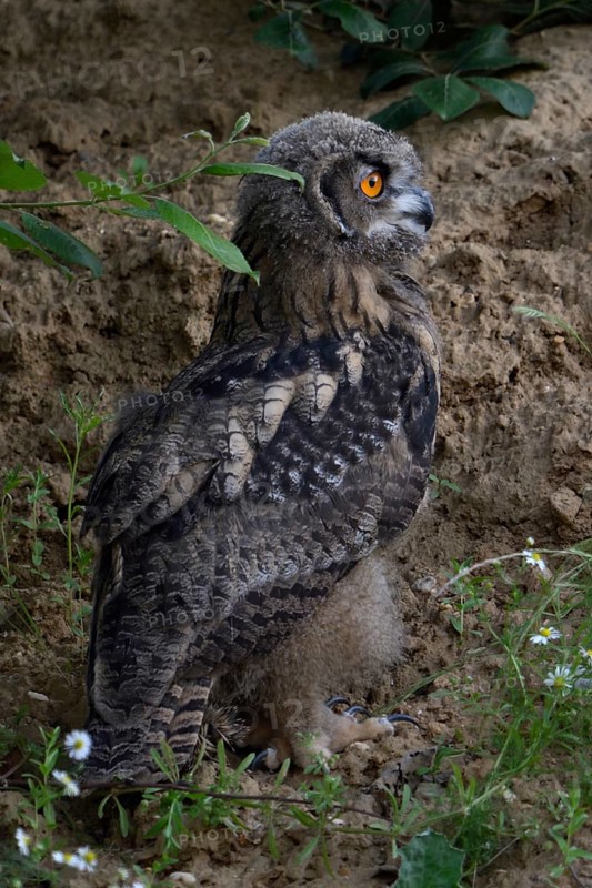 Young owl exploring its surroundings on foot... European eagle owl (Bubo bubo) intensively observing what is happening in a sand pit, typical substitute habitat, young bird on its way to independence, wildlife, native nature, Rhineland, Lower Rhine, North Rhine-Westphalia, Germany, Western Europe