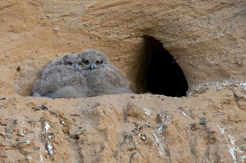 Still completely in its dark coat... European eagle owl (Bubo bubo), young owls, chicks, nestlings, juvenile eagle owls at their nesting site in a sand pit, typical substitute habitat, native nature, Rhineland, Lower Rhine, North Rhine-Westphalia, Germany, Western Europe